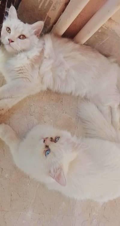 2 Beautiful Persian Female Cats – 1 Year – Vaccinated – Punch Face