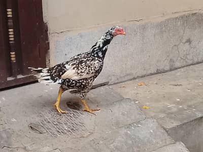 Aseel pair  and murghi