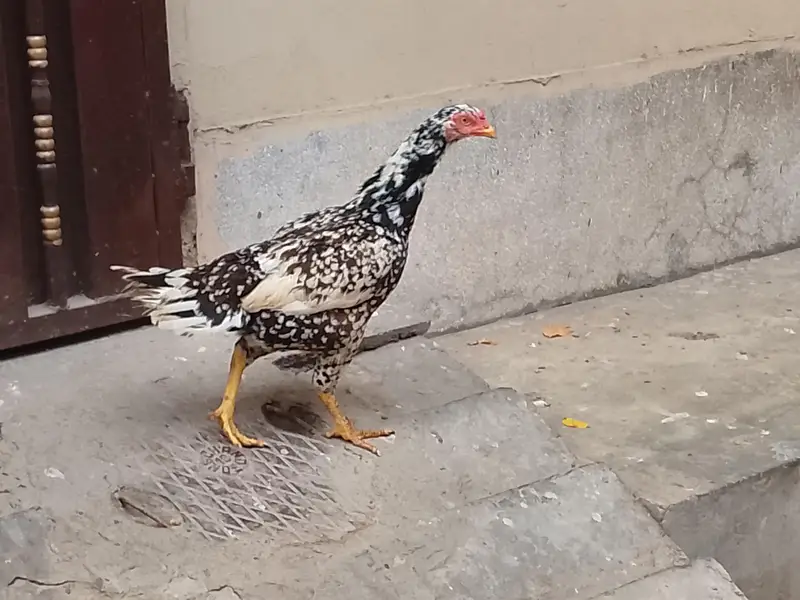 Aseel pair  and murghi