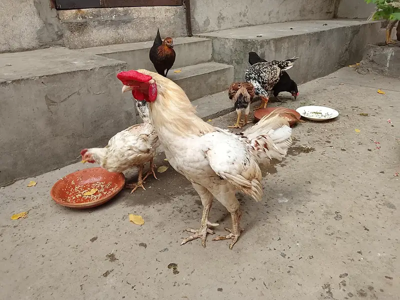 Aseel pair  and murghi — photo 3
