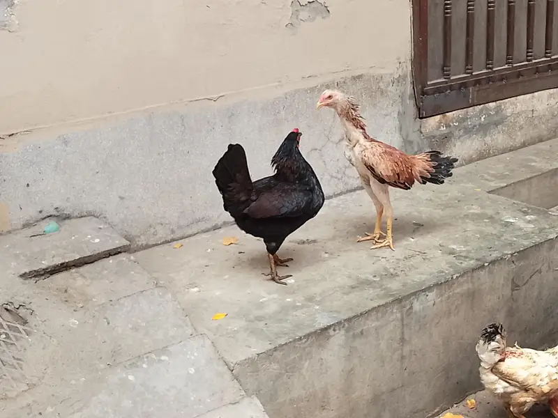Aseel pair  and murghi — photo 5