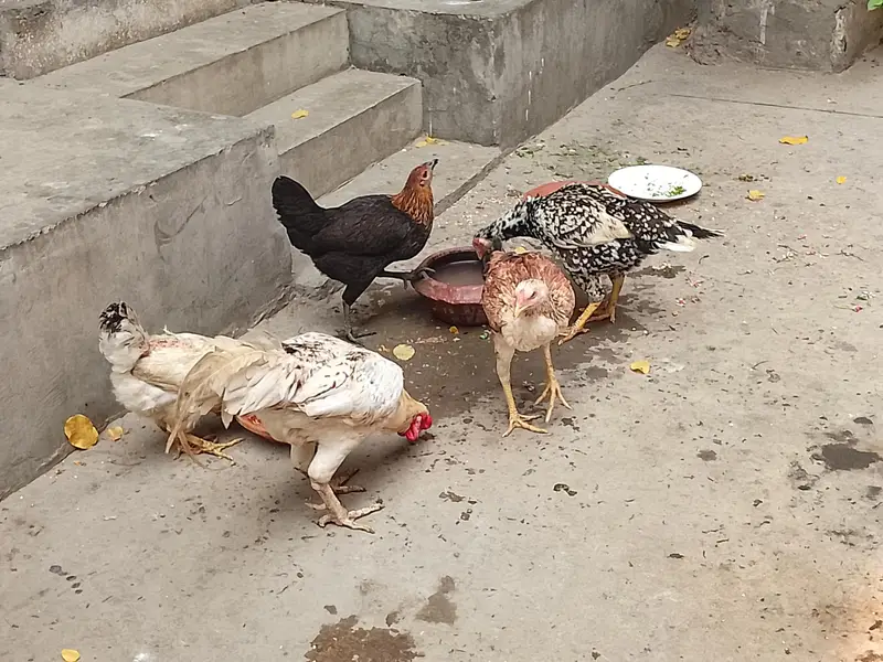 Aseel pair  and murghi — photo 7