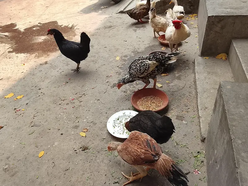 Aseel pair  and murghi — photo 9