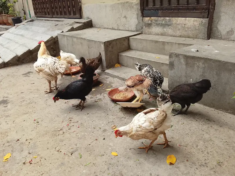 Aseel pair  and murghi — photo 11
