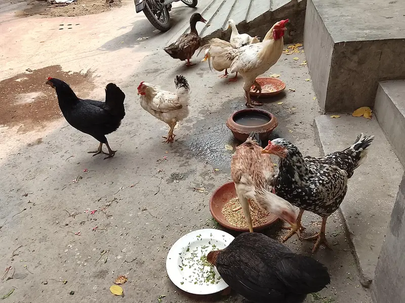 Aseel pair  and murghi — photo 12