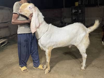 Breeder for sale rajanpuri