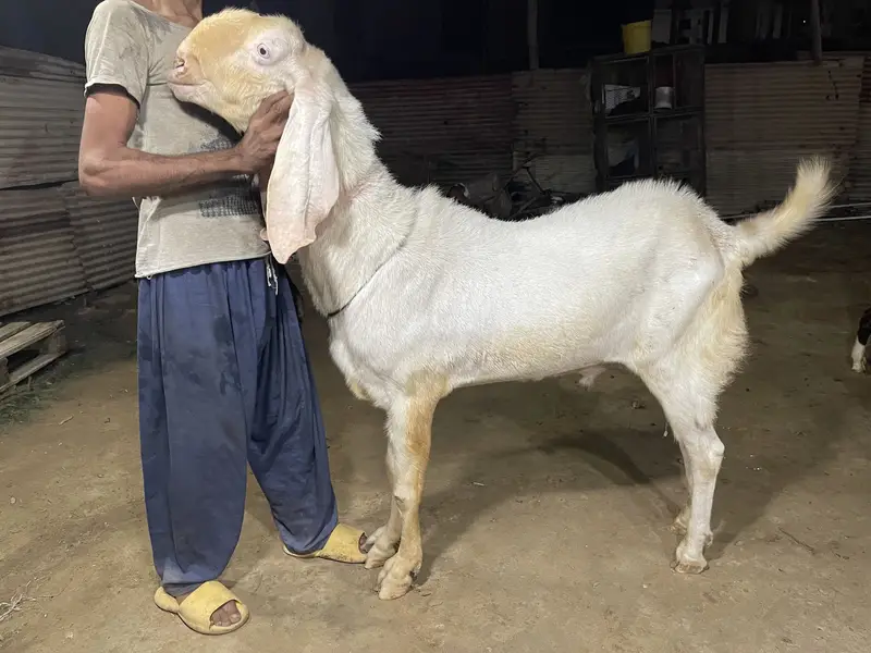 Breeder for sale rajanpuri — photo 2