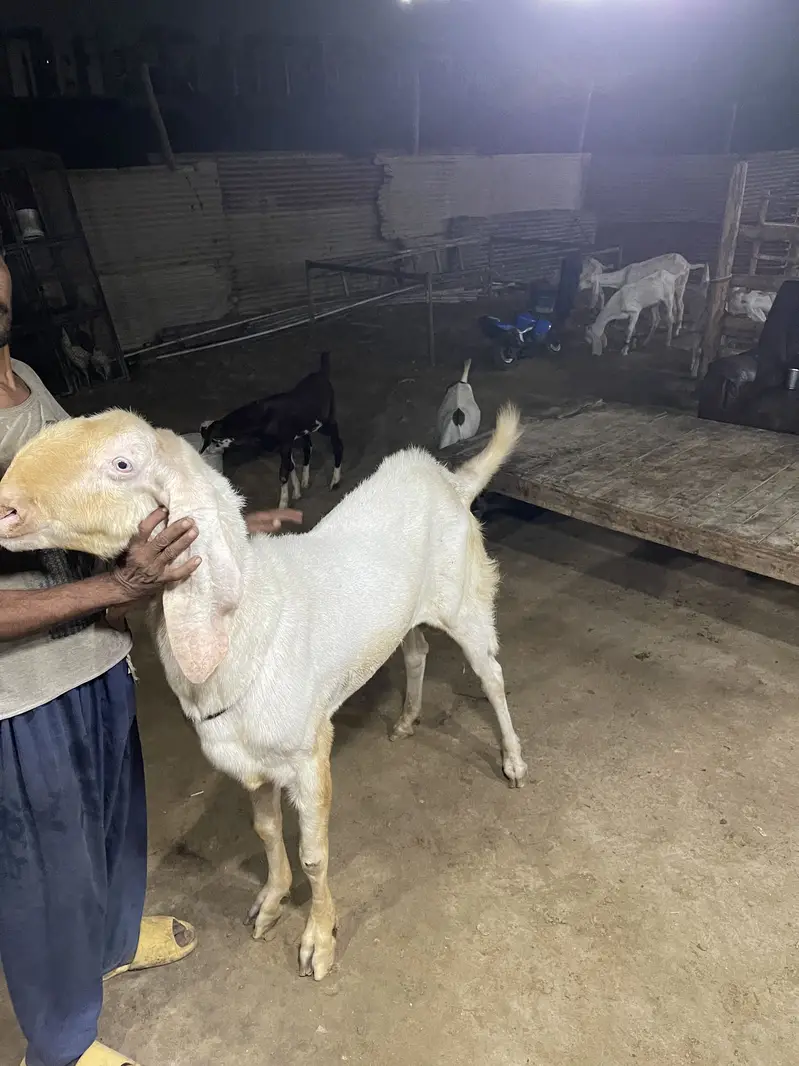 Breeder for sale rajanpuri — photo 3