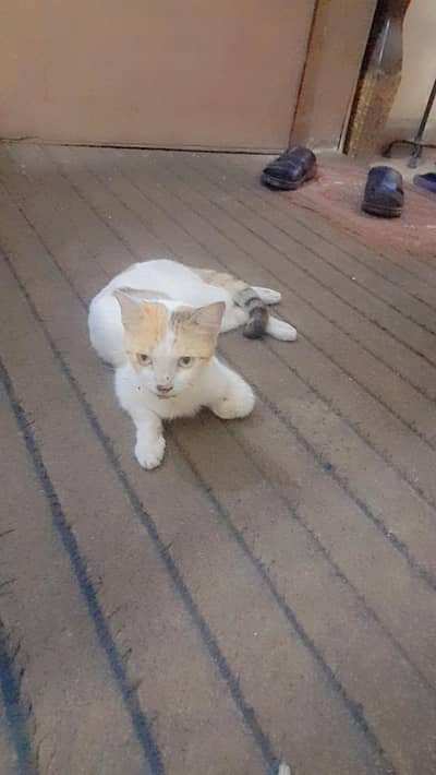Home Cat with Kitten are for sale