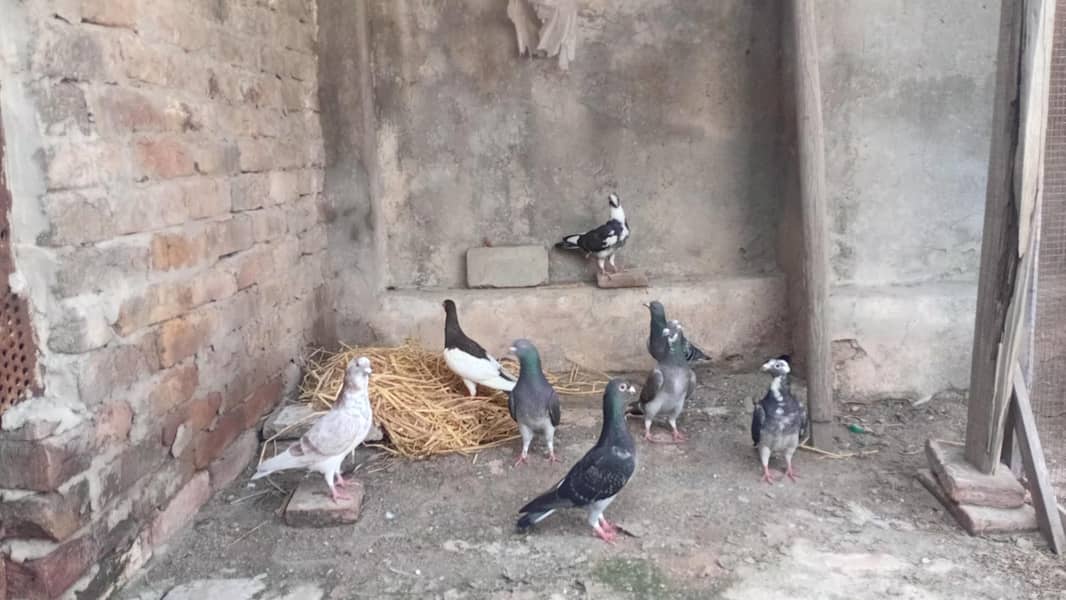 Lathay kabootar 0