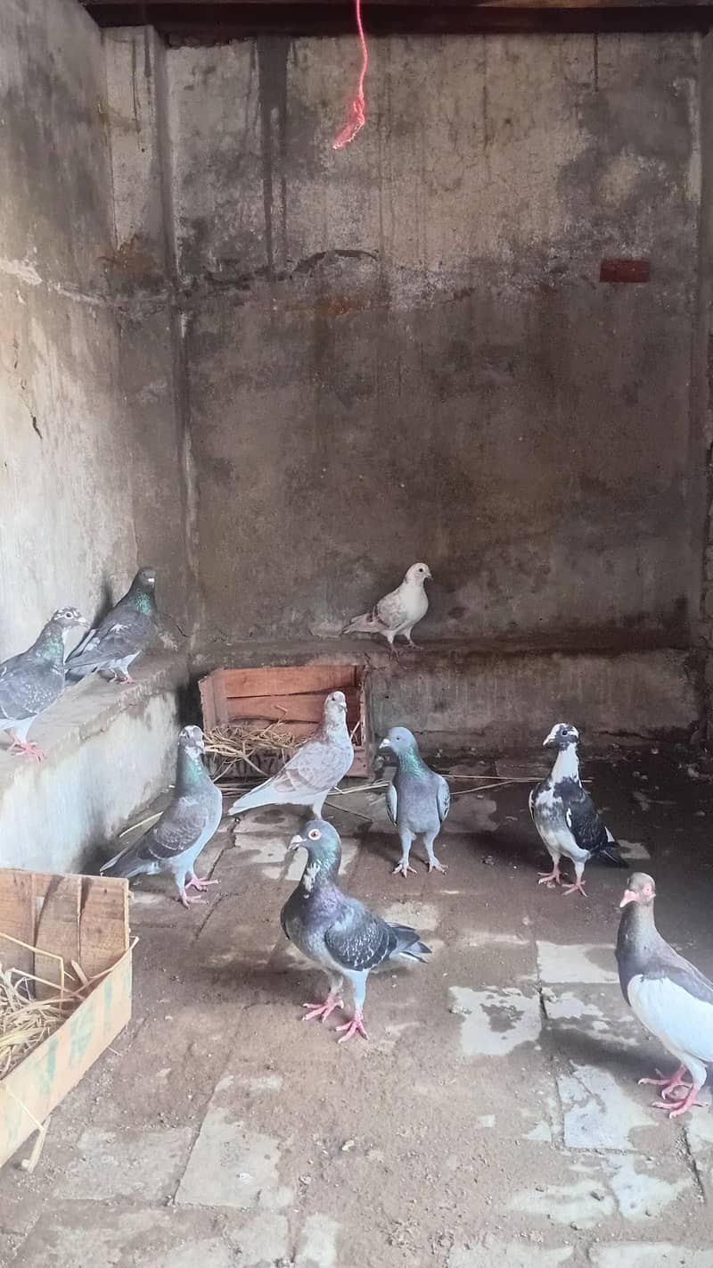 Lathay kabootar 2