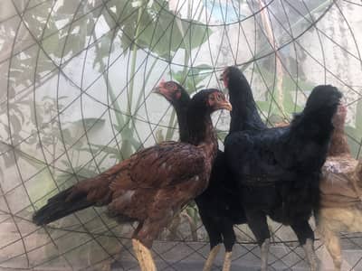 Aseel female