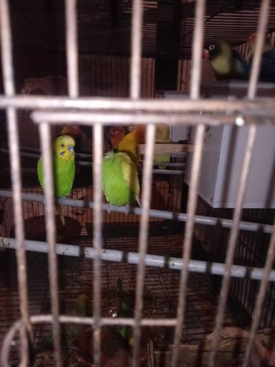 Breeder & Young Budgies Pairs - Active & Healthy