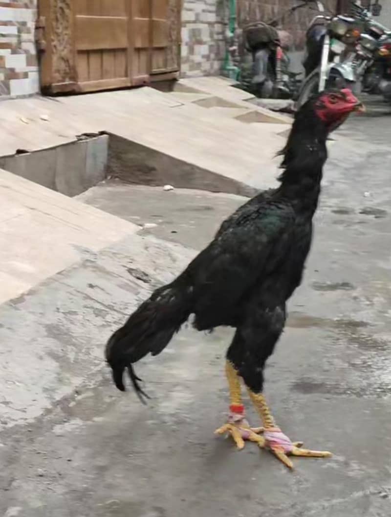 Shamo 4