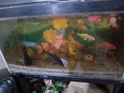 aquarium