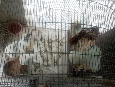 lucky Kabotar for sale