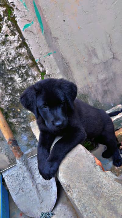 Labrador