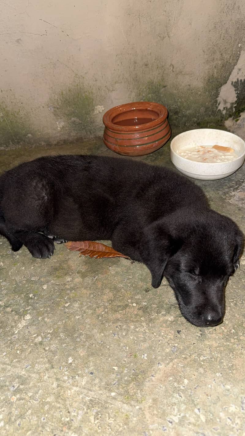 Labrador 3
