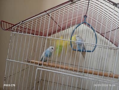 4 Australian parrots