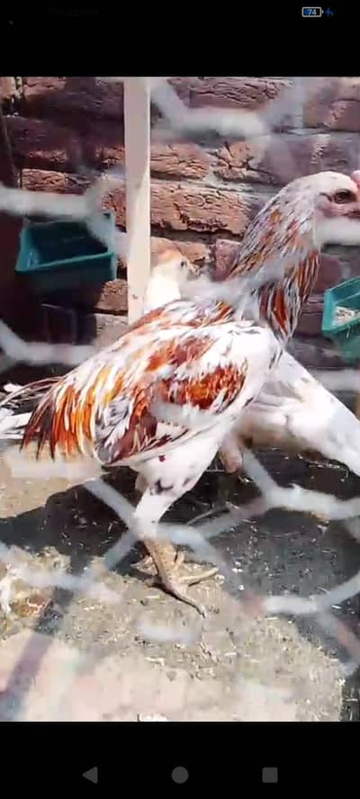 Ice blue Cheena dragon