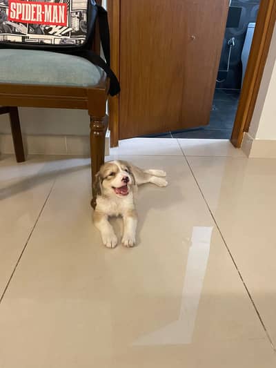 afghan khuchii puppy dog
