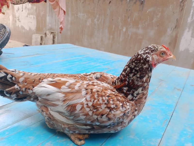 Aaseel pair 1