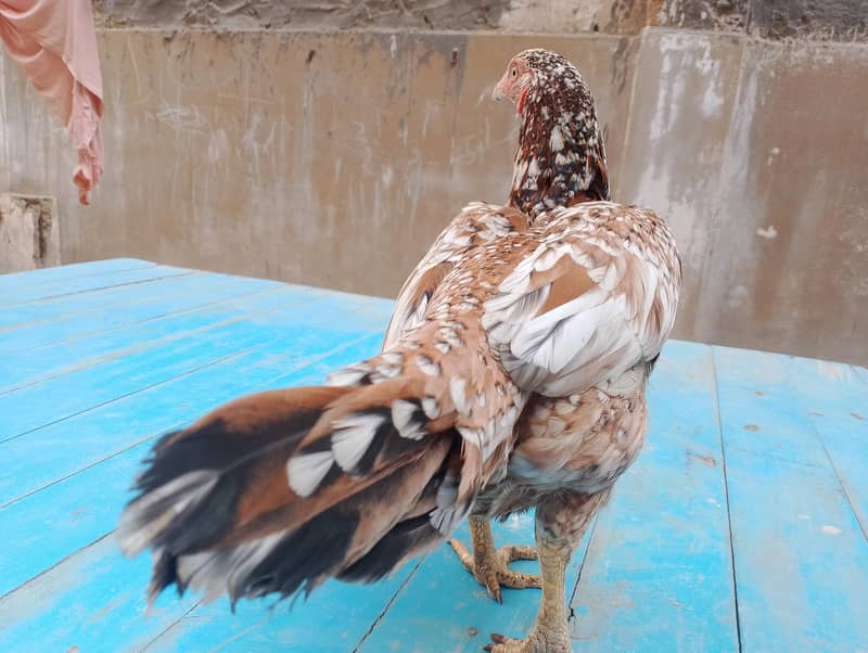 Aaseel pair 2