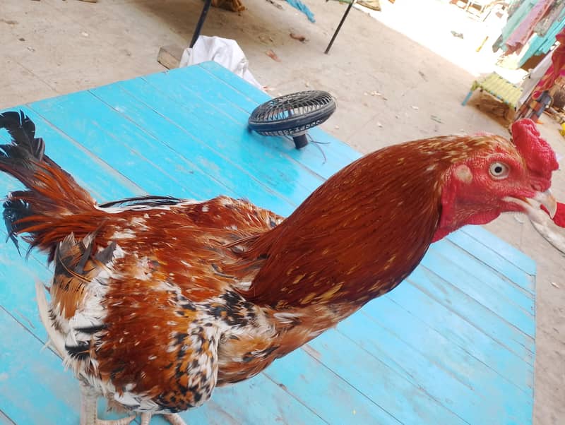 Aaseel pair 4