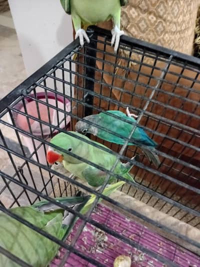 Green Cheeked conre