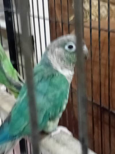 Green Cheeked conre