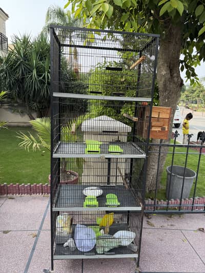 Birds Cage