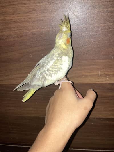 tame cocktail chicks
