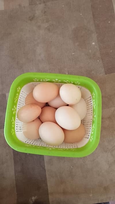 444455