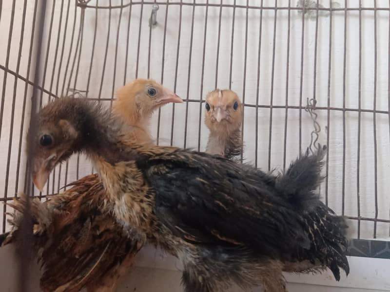 Desi  hens 1