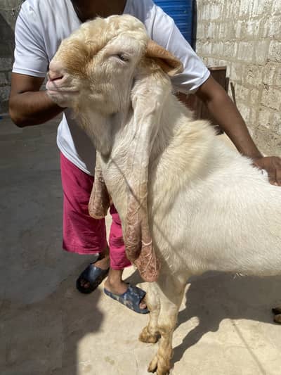 gulaabi breeder