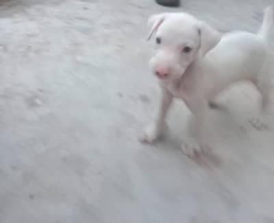 kohati gulter cross pointer