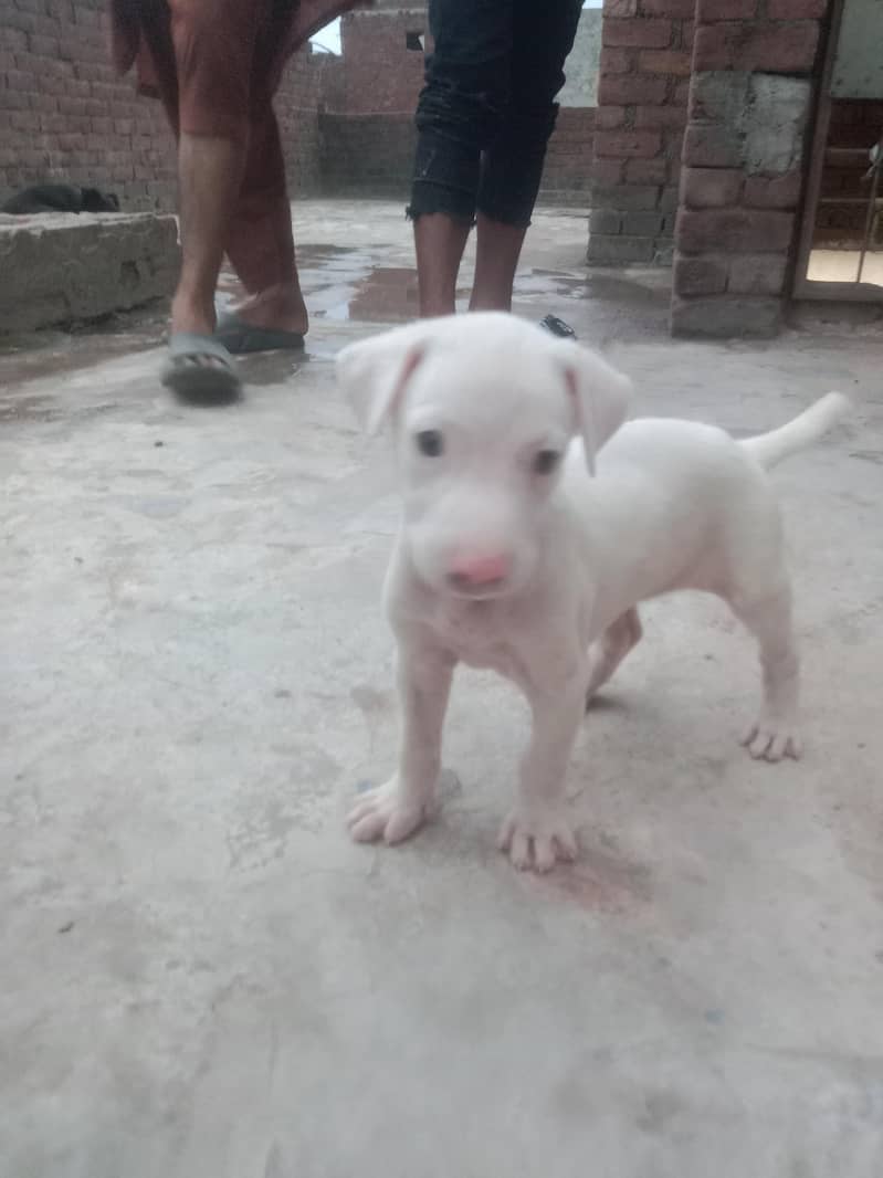 kohati gulter cross pointer 1