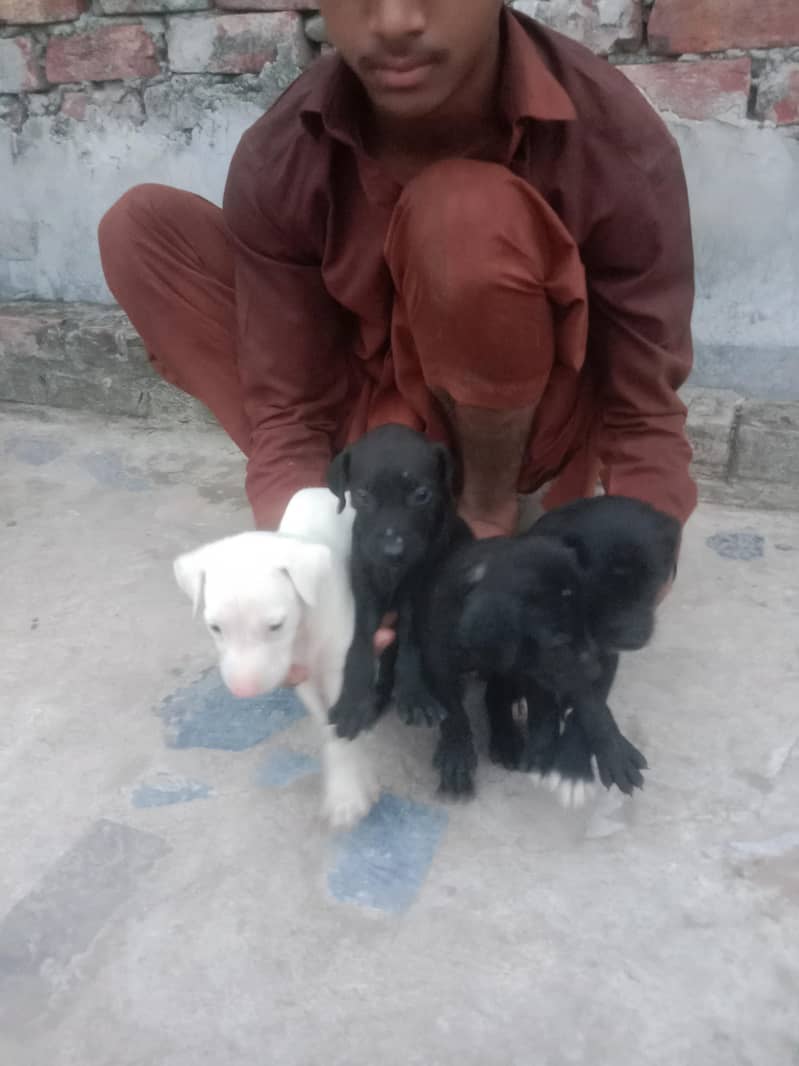 kohati gulter cross pointer 2