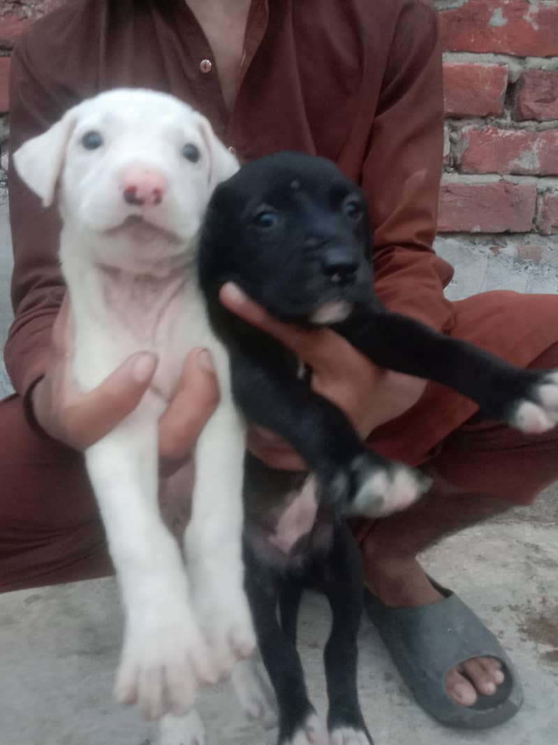 kohati gulter cross pointer 3