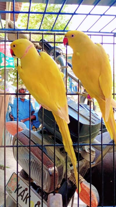 yallow ringneck