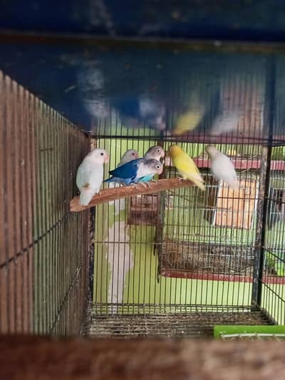 Love Bird