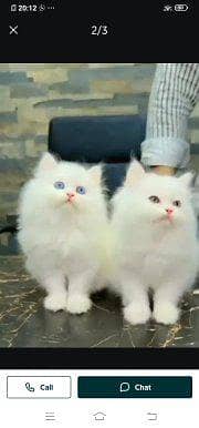 Persian cat for sale male or female my WhatsApp number0348=60=30=262