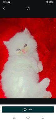 Persian cat for sale male or female my WhatsApp number0348=60=30=296