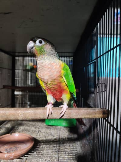 Mashallah Yellow sided extreme red factor conure female with dna