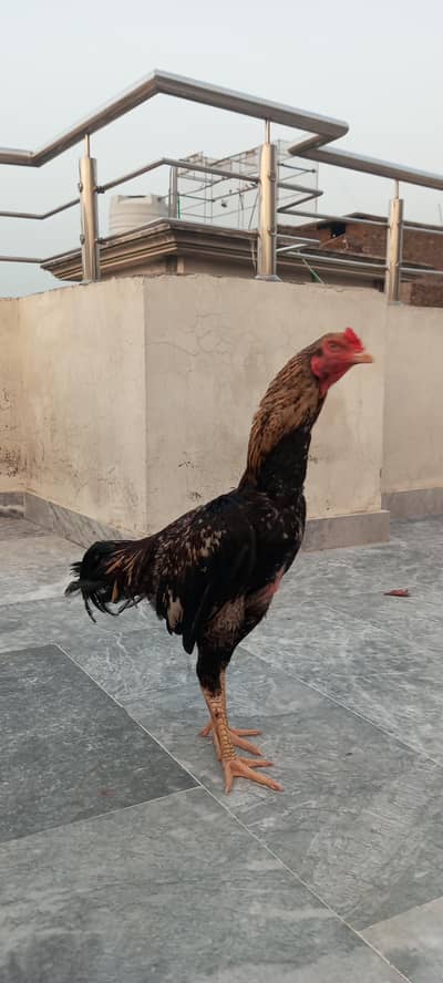aseel eggs available