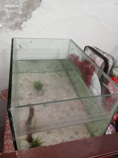 Equirium and fish