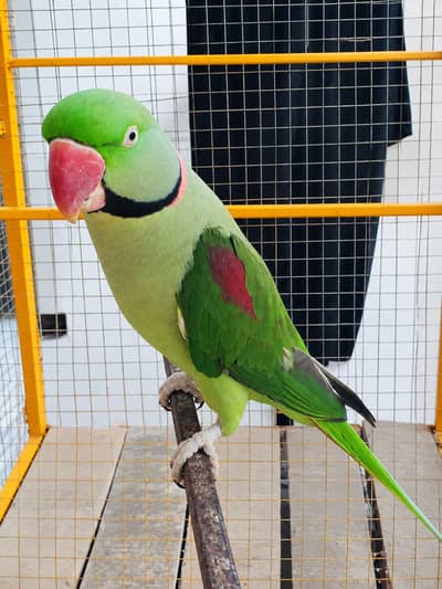 Raw parrot