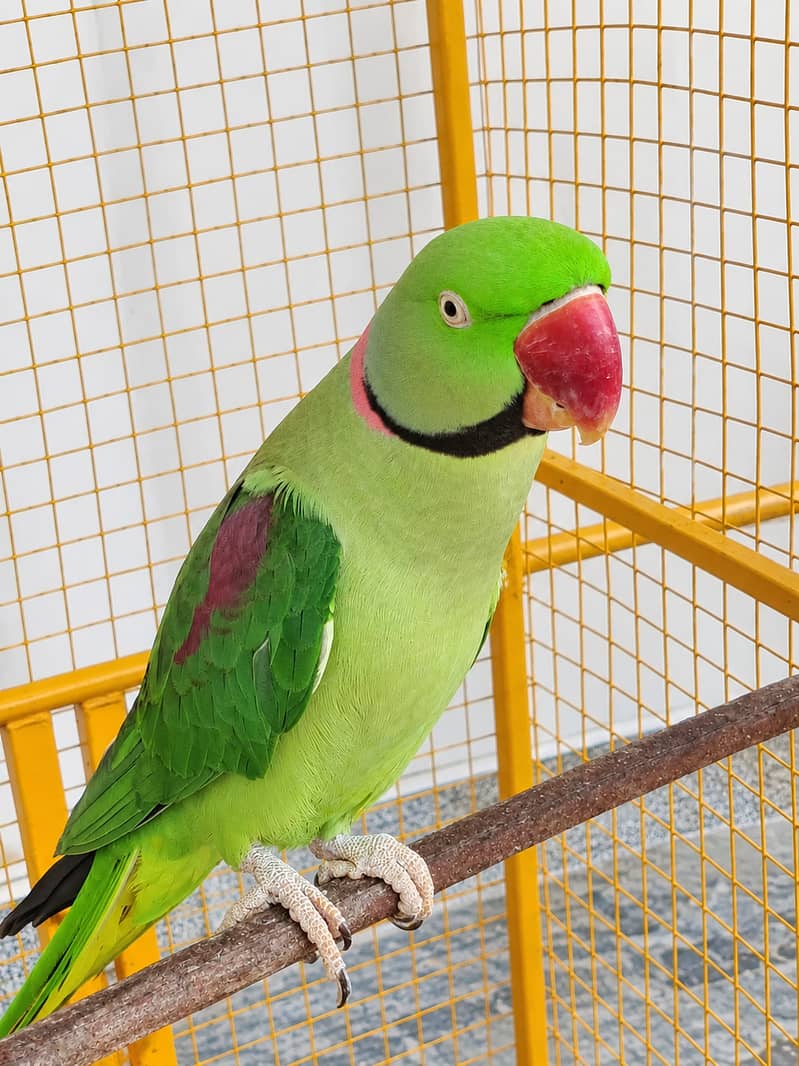 Raw parrot 1