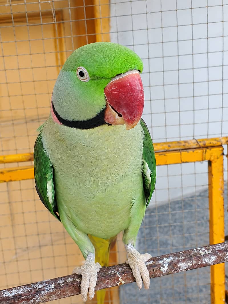 Raw parrot 2