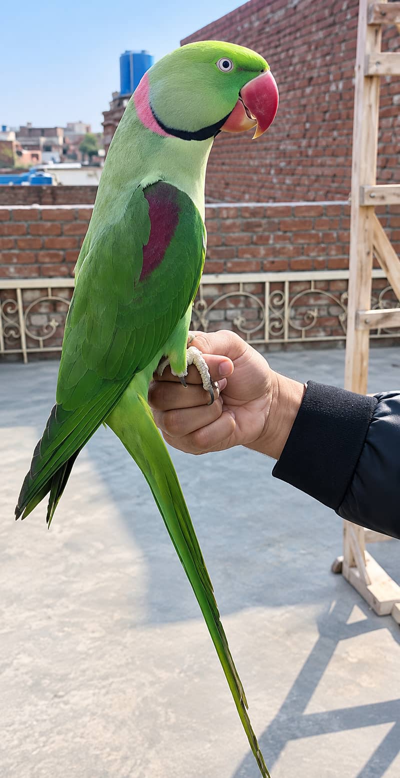 Raw parrot 3